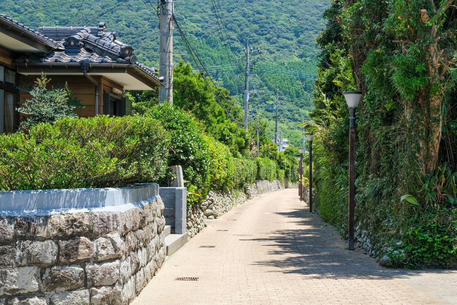 薩摩犬の血統が残っていたとされる下甑島の武家屋敷通り