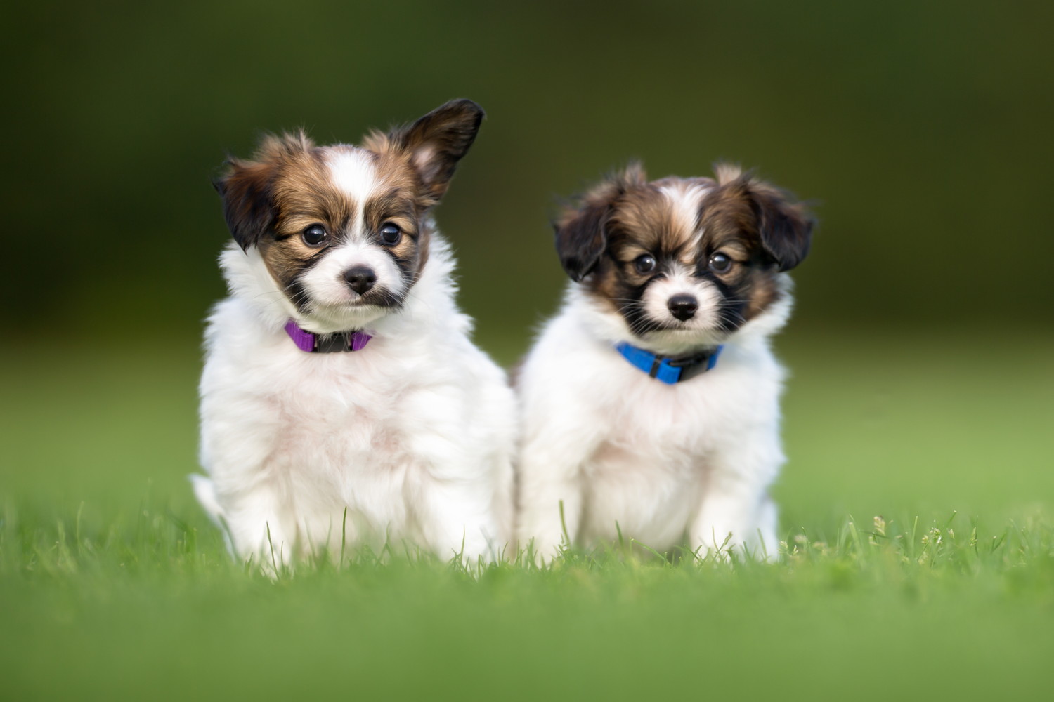 芝生の上に並んで座る2頭のパピヨンの子犬