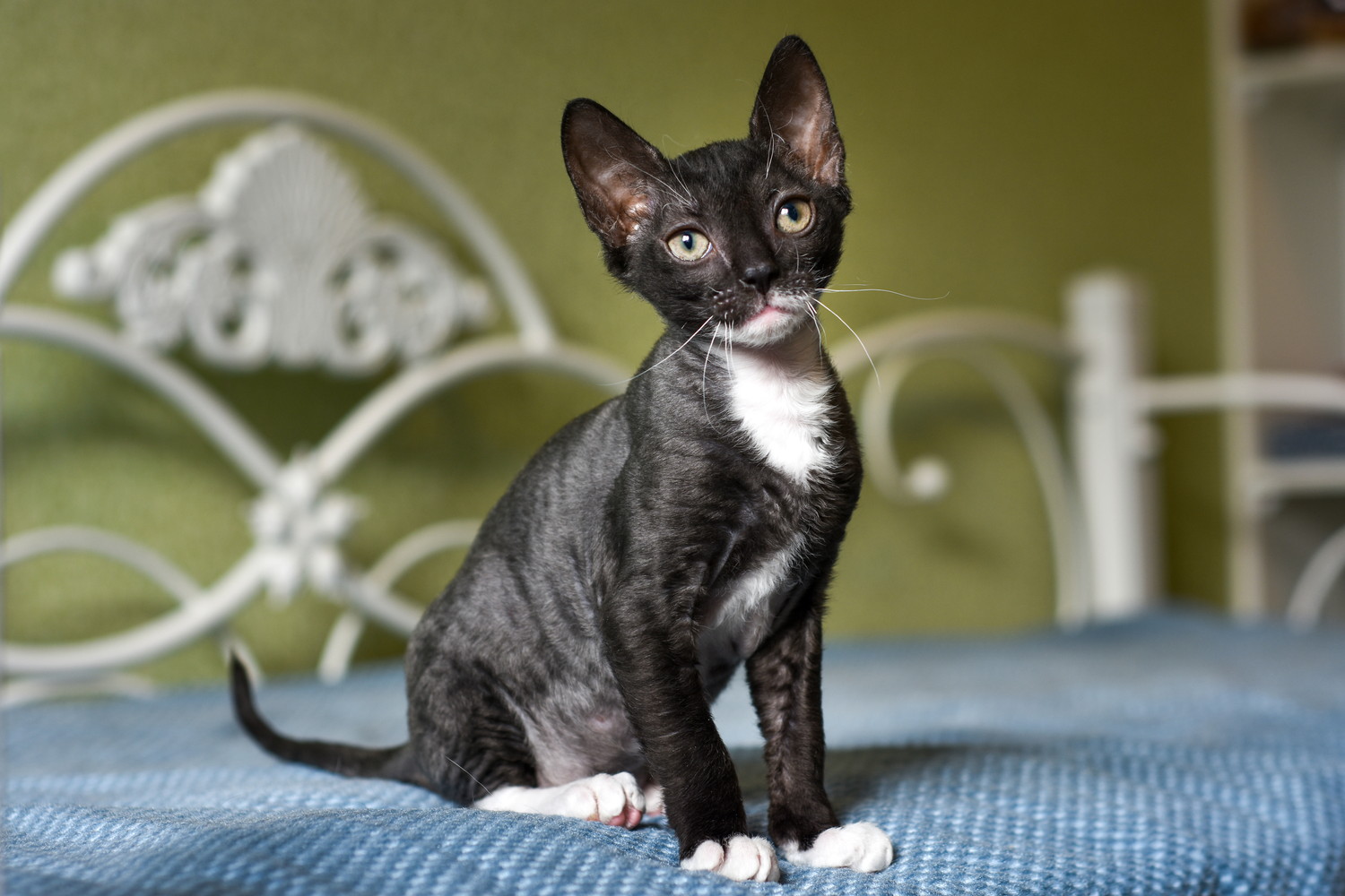 ベッドに座っているバイカラーのウラルレックスの子猫