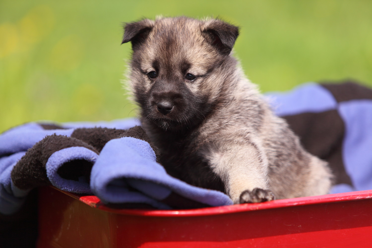 バスケットに入ったノルウェジアン・エルクハウンド・グレーの子犬