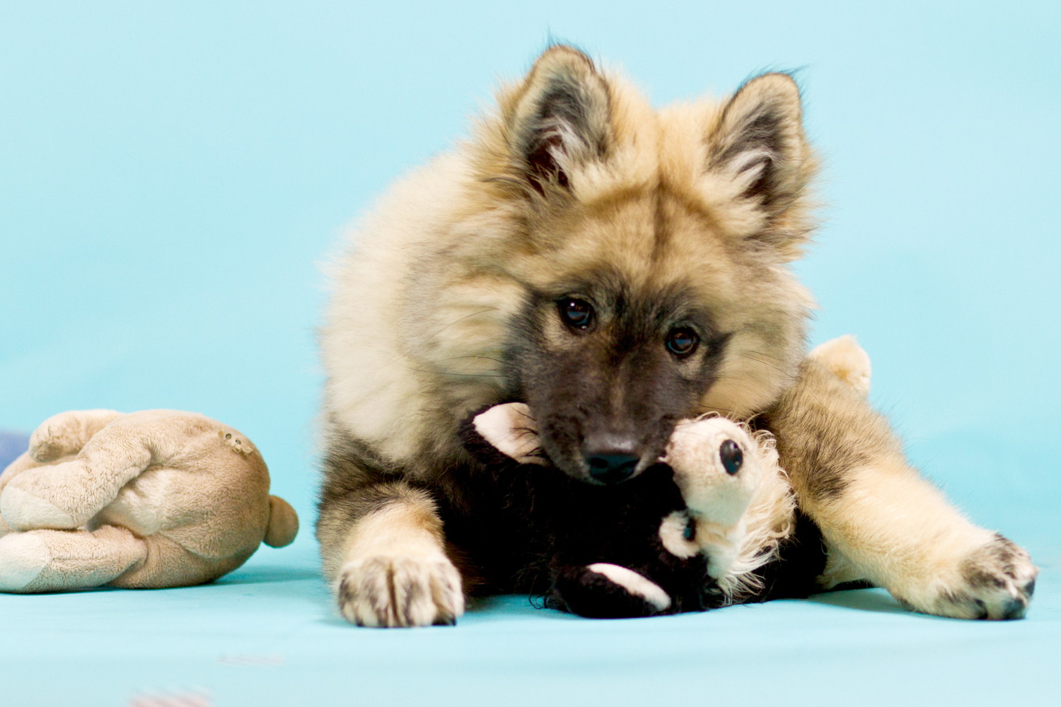 ぬいぐるみのおもちゃで遊ぶユーラシアの子犬