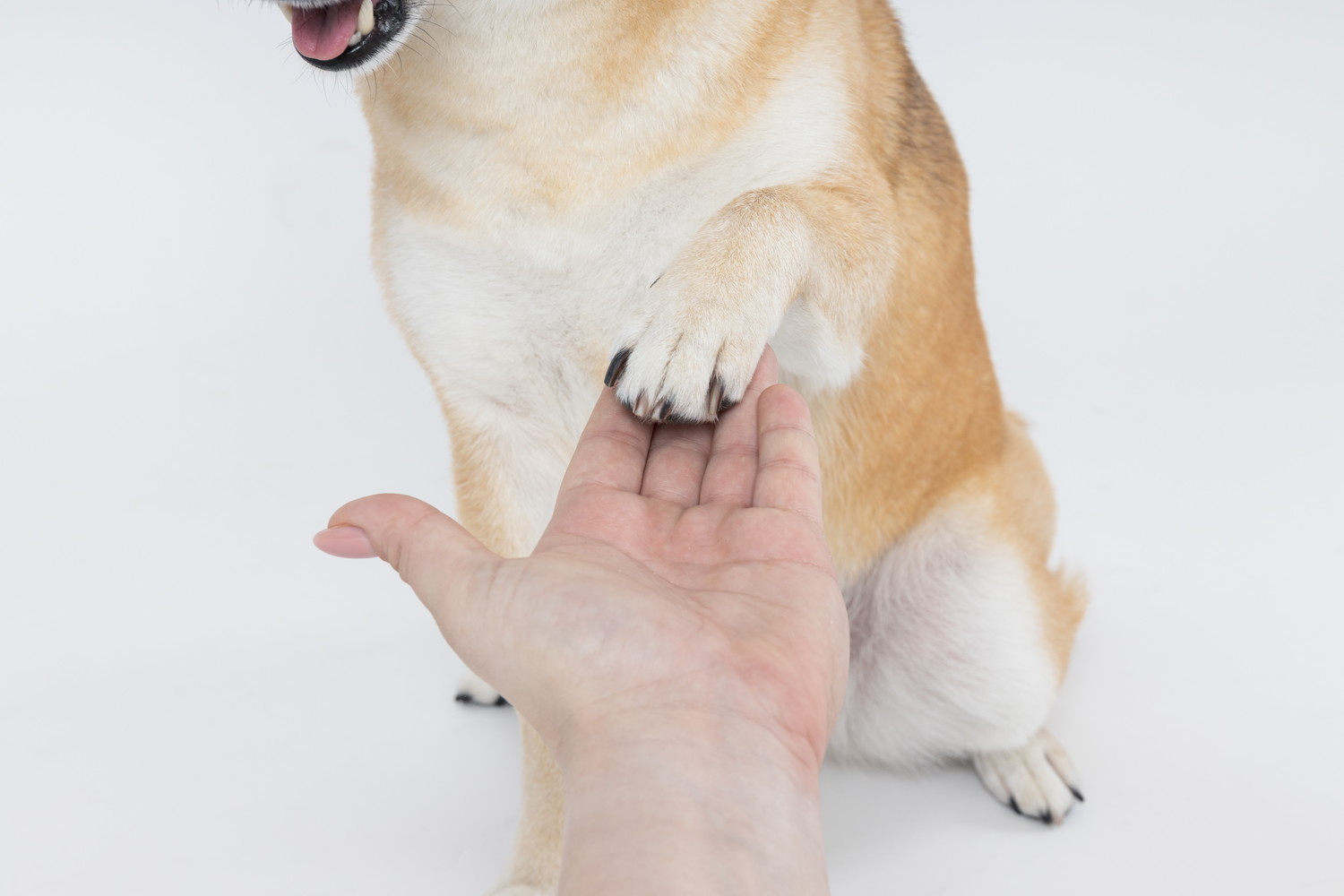 飼い主にお手をする柴犬の手元