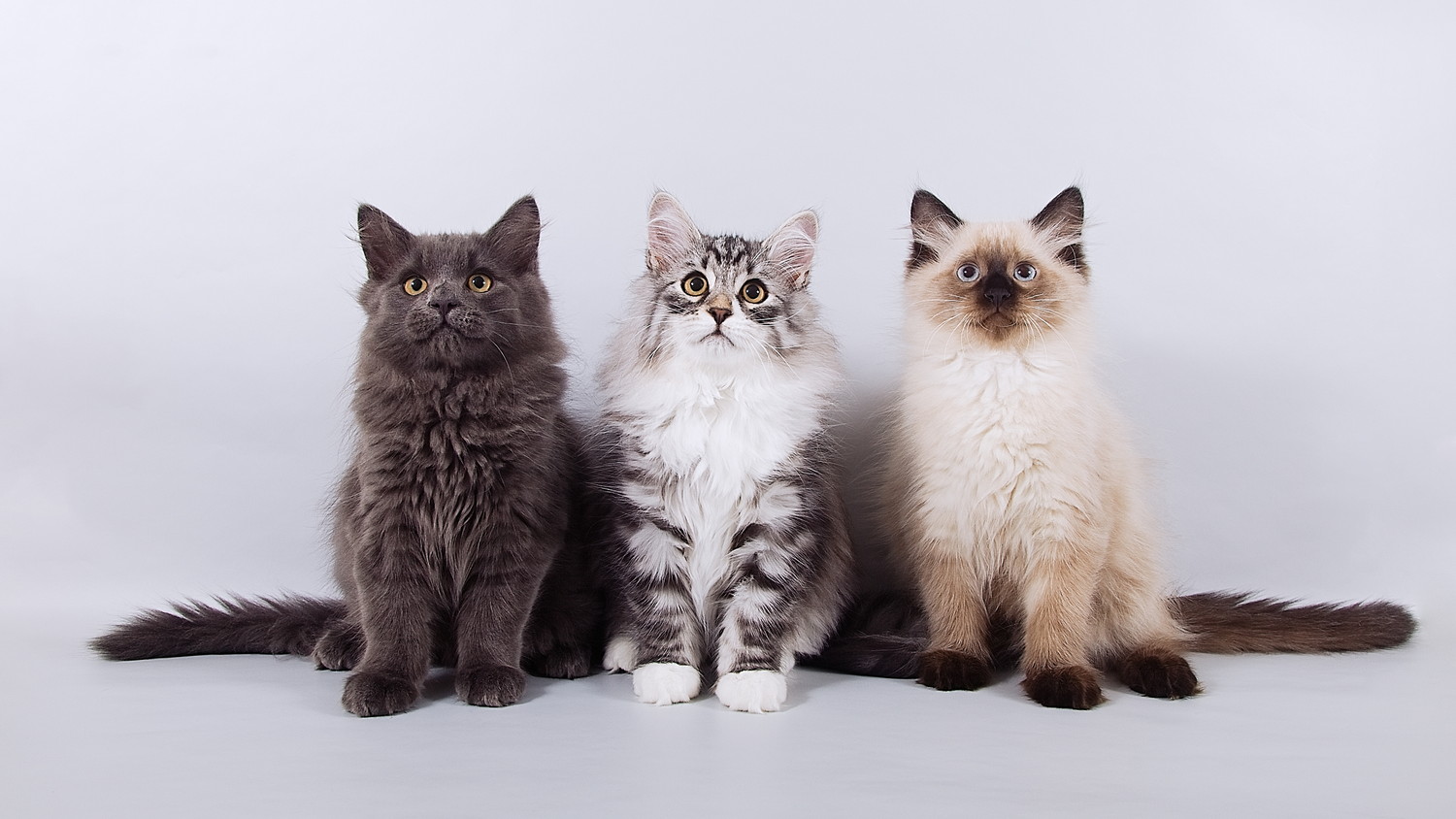 毛色や模様が異なる3頭のサイベリアンの子猫