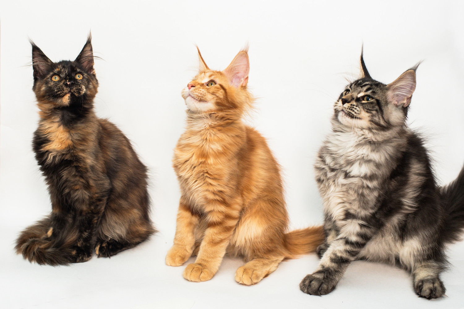 毛色が異なる3匹のメインクーンの子猫
