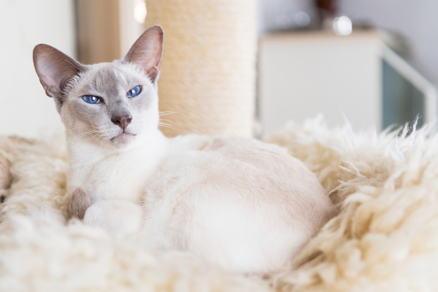 猫用ベッドでくつろいでいるライラックポイントのシャム猫