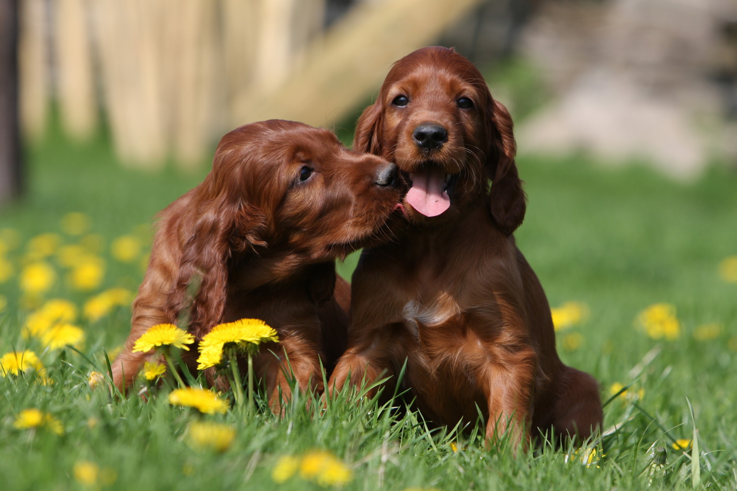 寄り添いあってじゃれているアイリッシュ・セッターの子犬