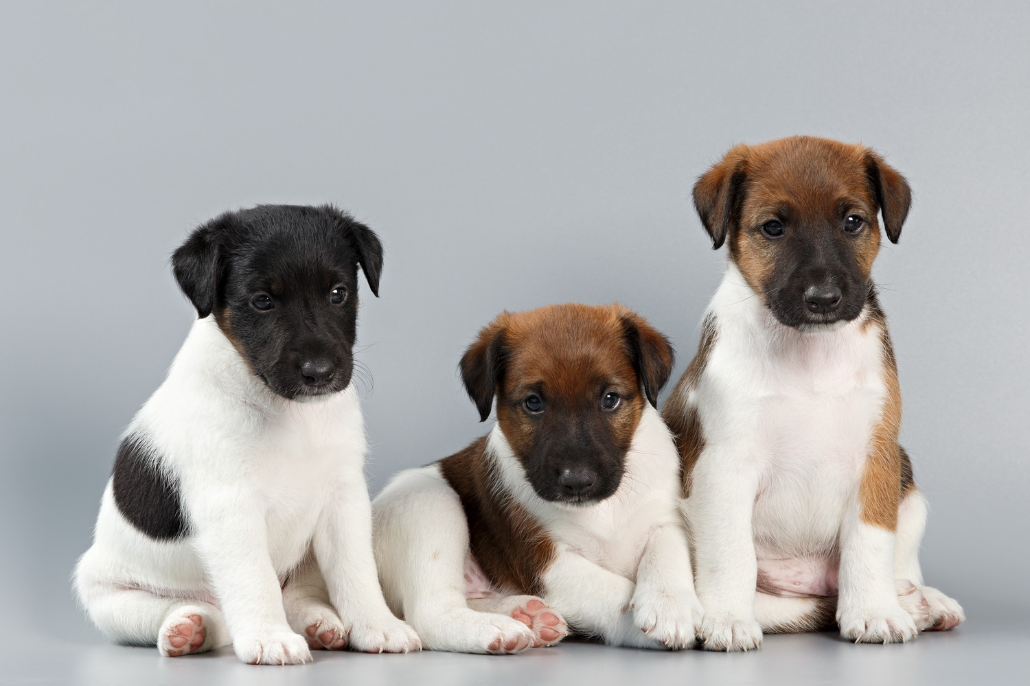 並んでいる3頭のスムース・フォックス・テリアの子犬