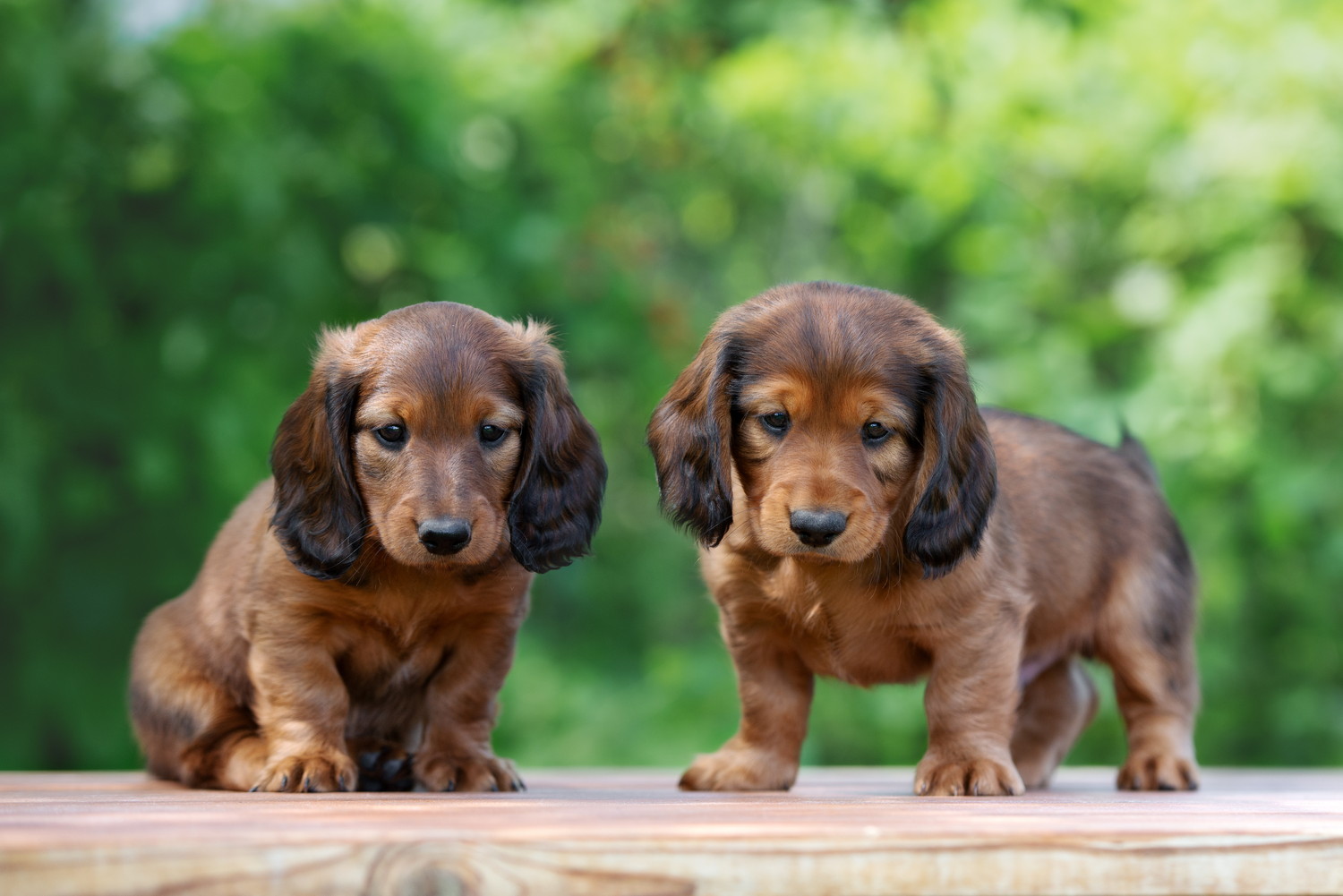 並んで前方を見つめる2頭のミニチュア・ダックスフンドの子犬