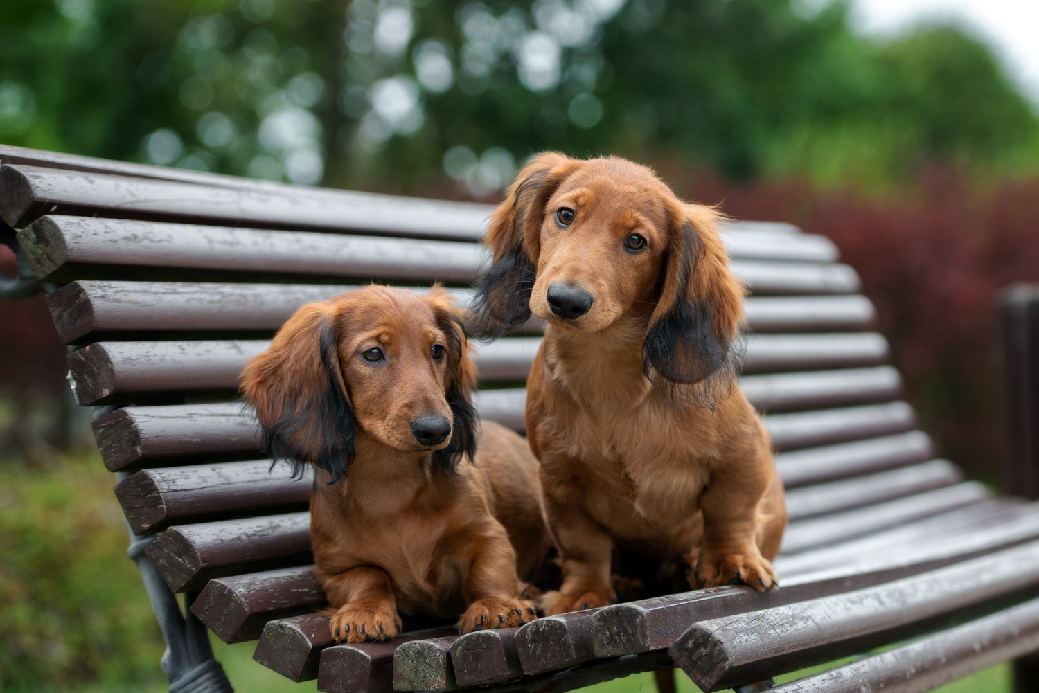 ベンチに座っている2頭のスタンダード・ダックスフンドの子犬