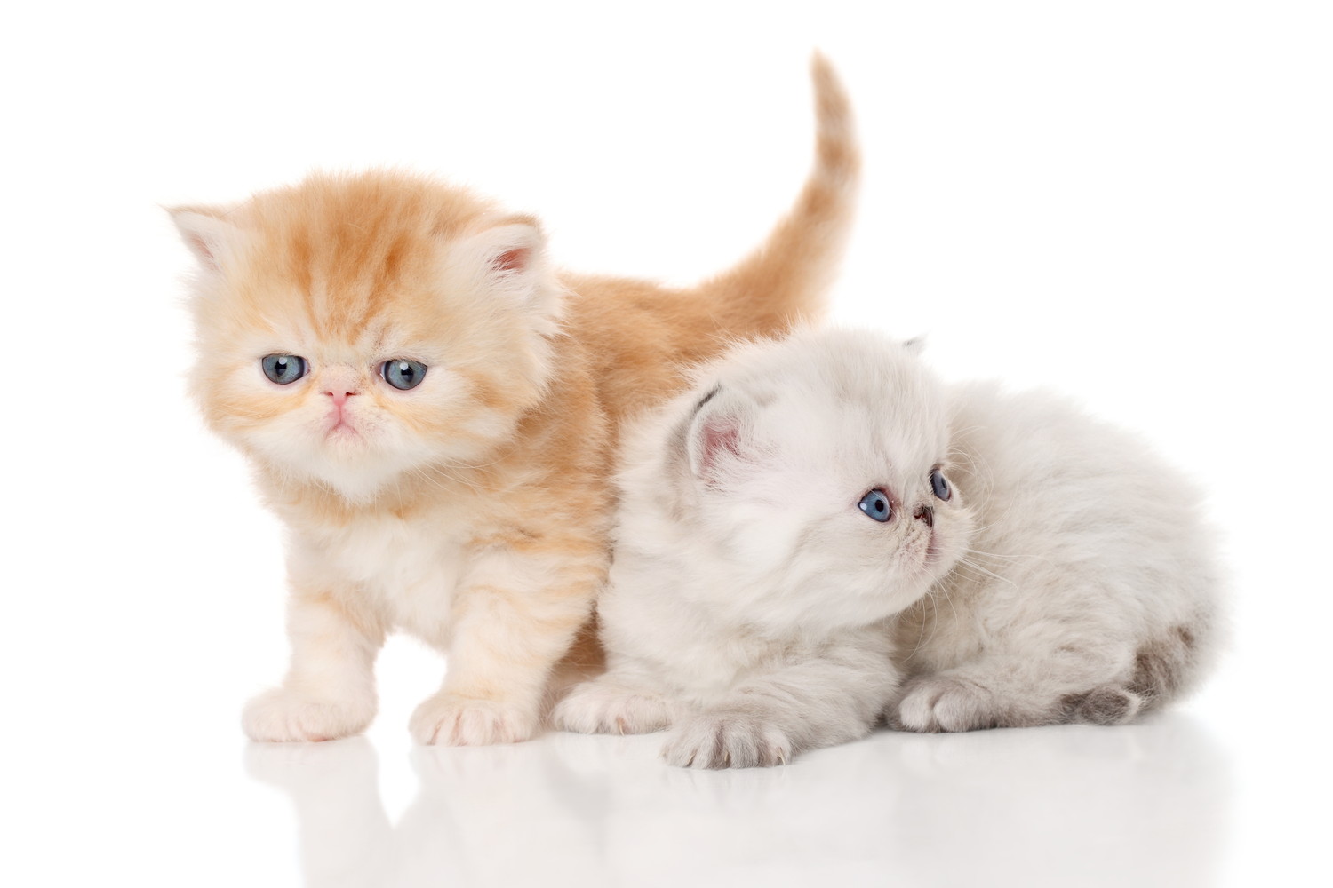 寄り添いあっている2頭のペルシャの子猫