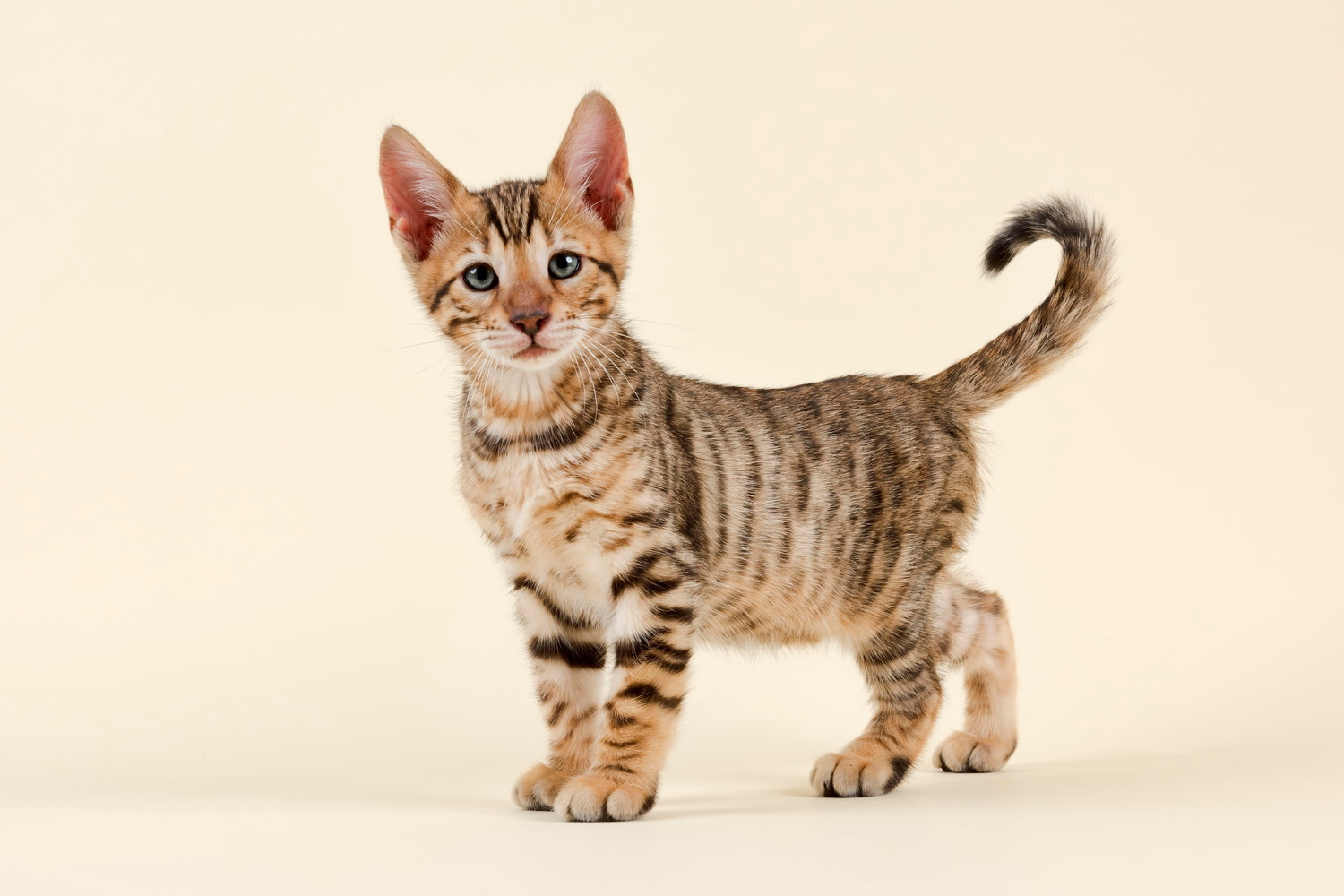 正面を見つめて立っているトイガーの子猫