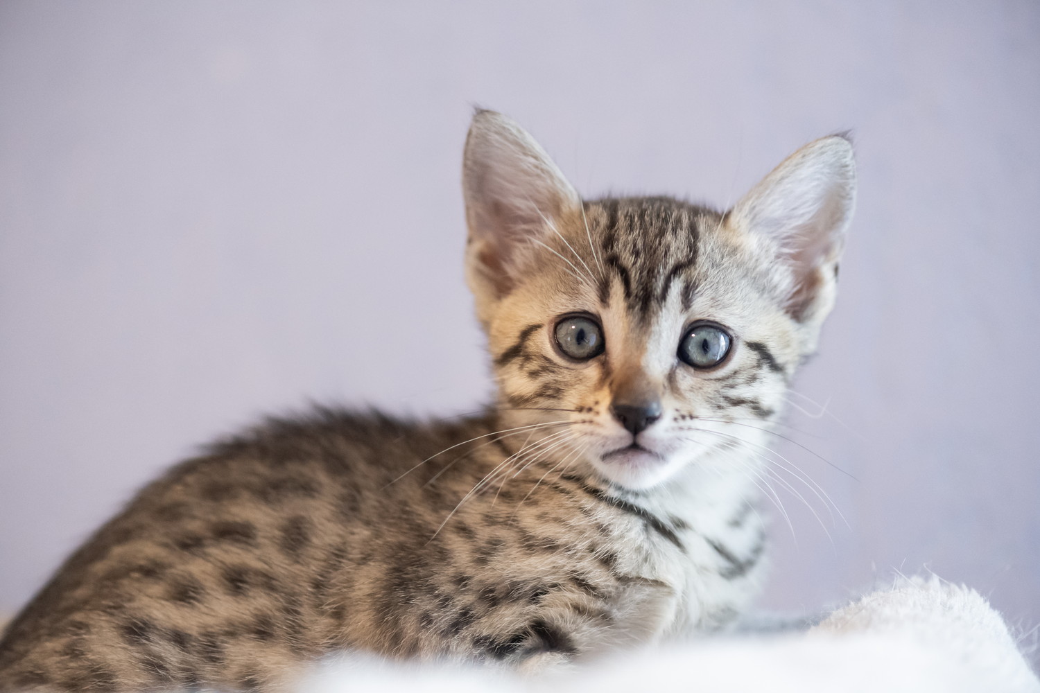 正面を見つめるエジプシャンマウの子猫のアップ
