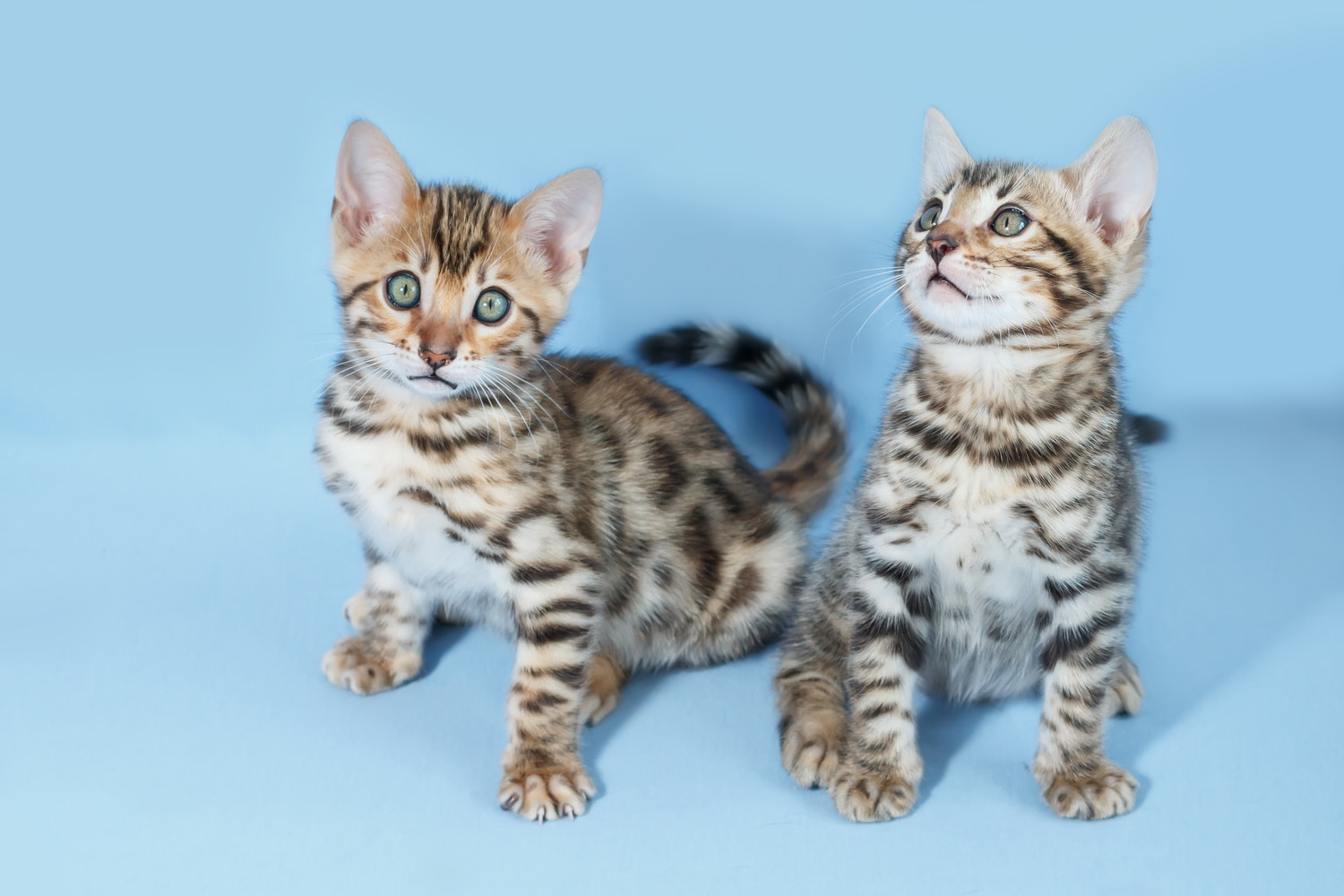 並んで座っている2匹のベンガルの子猫