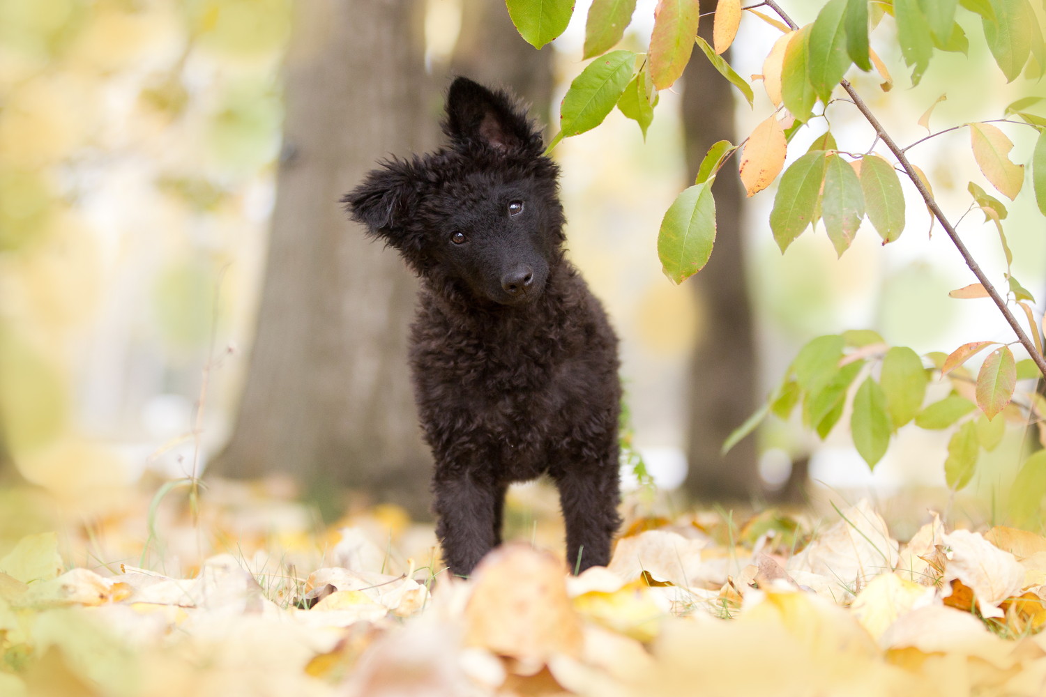 正面を見つめながら首を傾げるムーディーの子犬