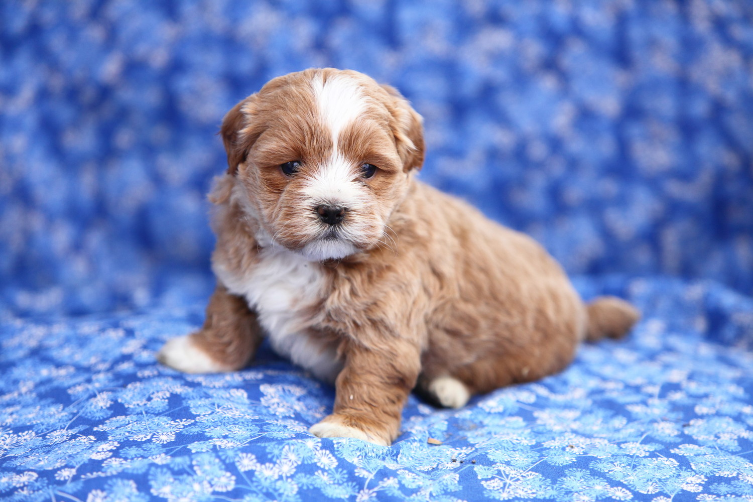 青い布の上に座っているシープーの子犬