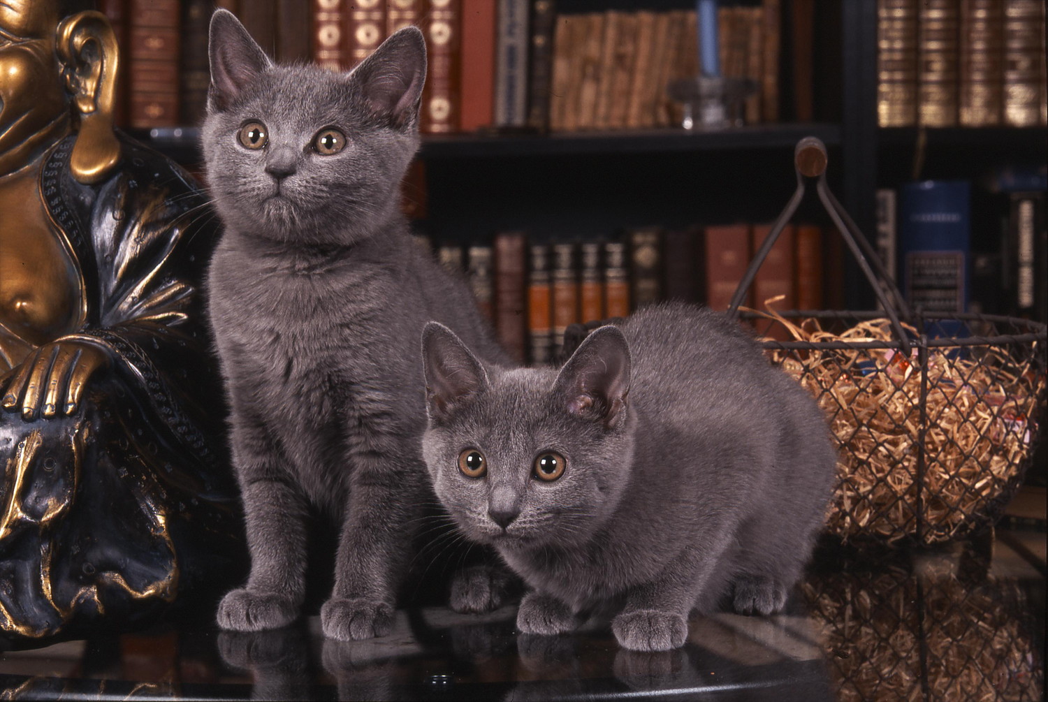 本棚の前で何かを見つめる2匹のシャルトリューの子猫
