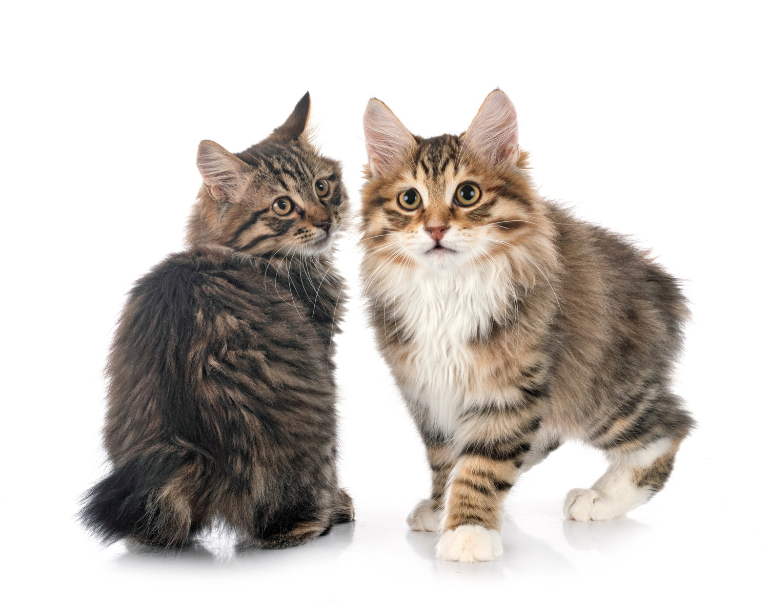 並んでいる2匹のクリリアンボブテイルの子猫