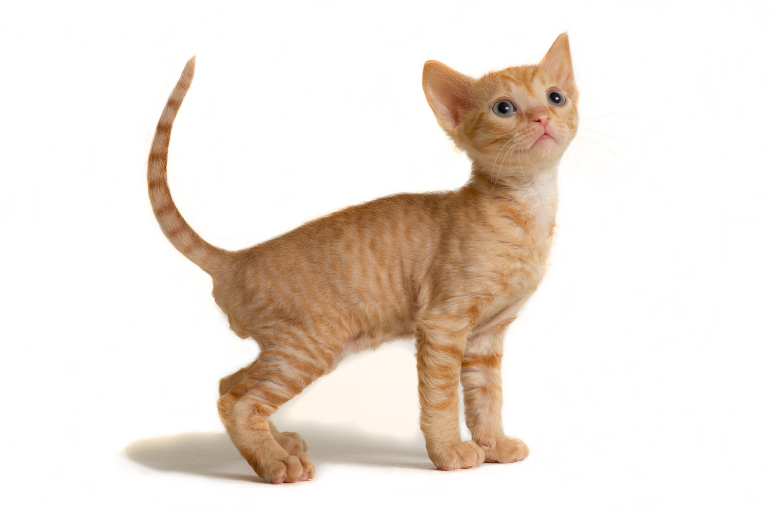 横向きに立っているウラルレックスの子猫