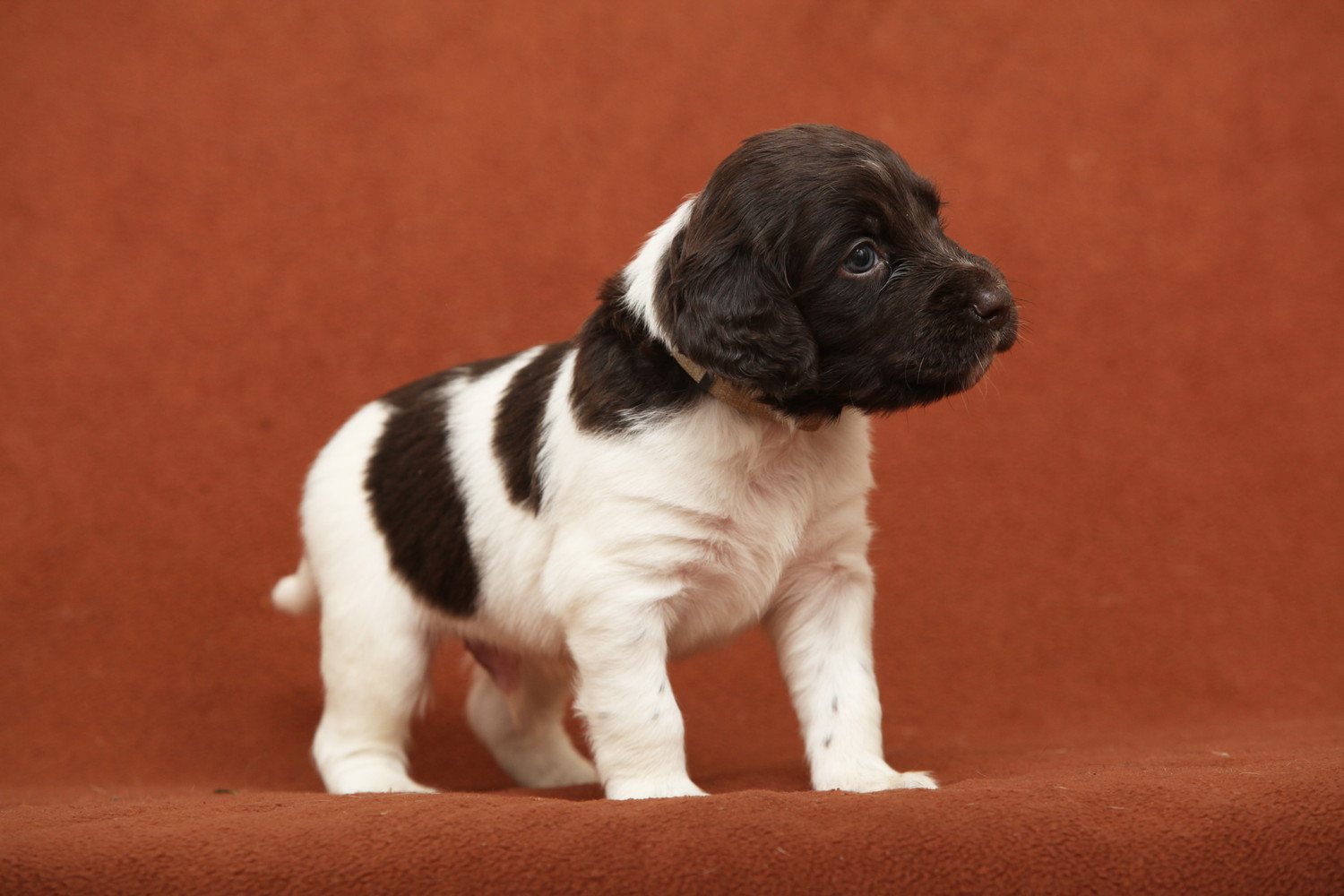 どこかを見つめるスモール・ミュンスターレンダーの子犬