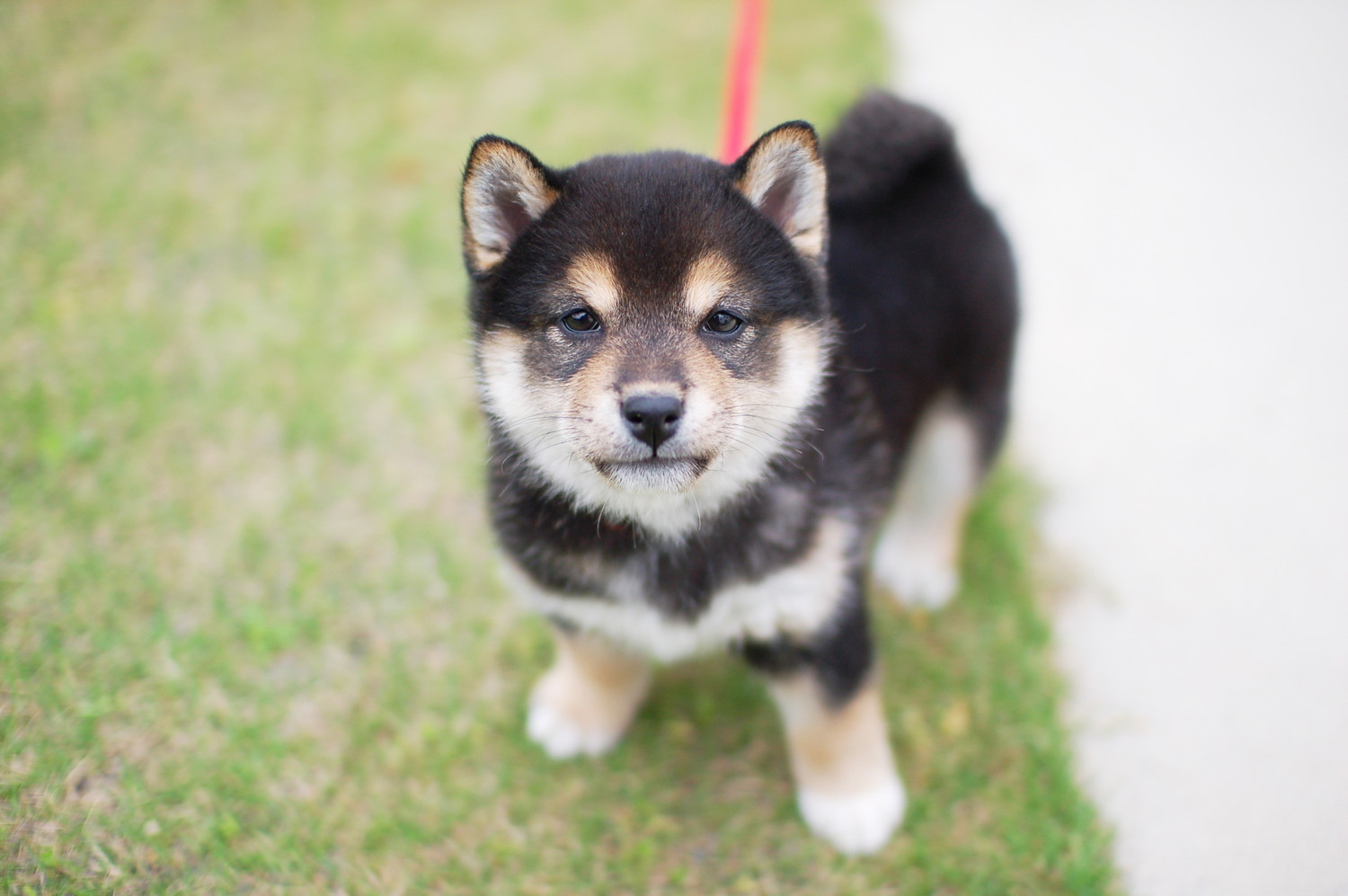 上を見上げながら芝生の上に座る黒豆柴の子犬