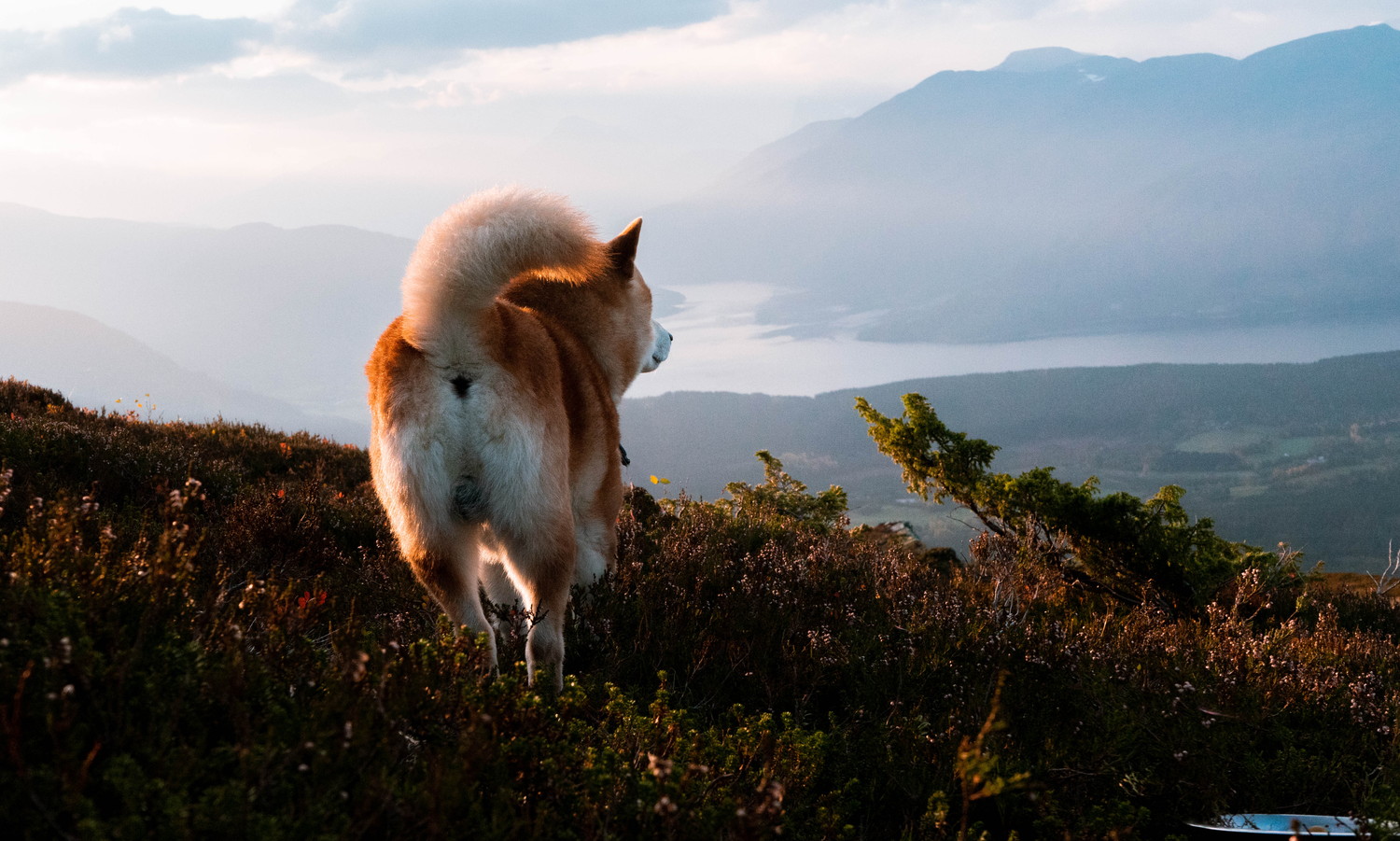 山の上を歩いている柴犬の後ろ姿