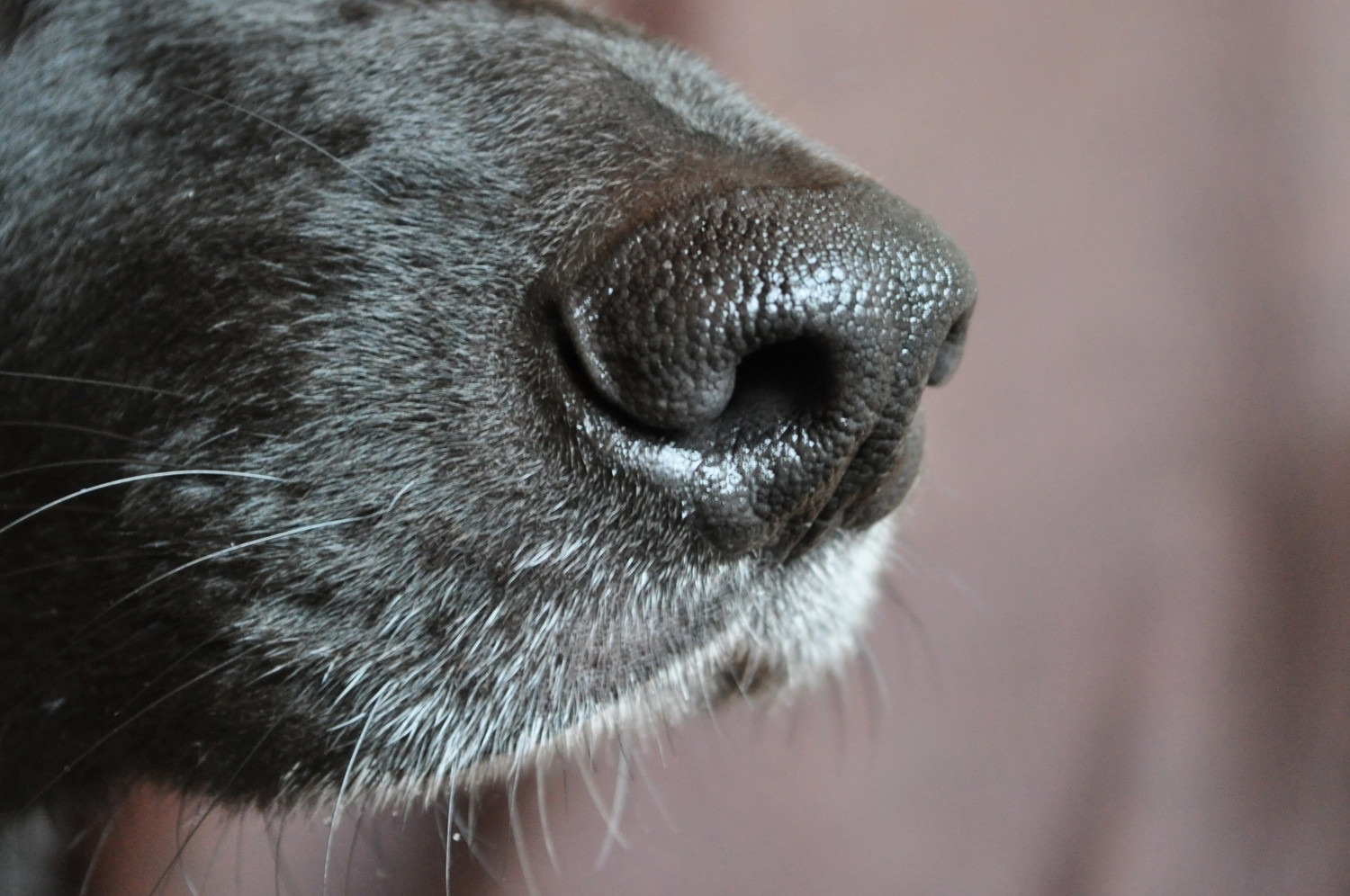 犬の鼻先のアップ