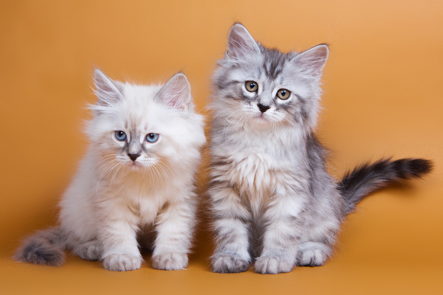 並んで座っている2頭のサイベリアンの子猫