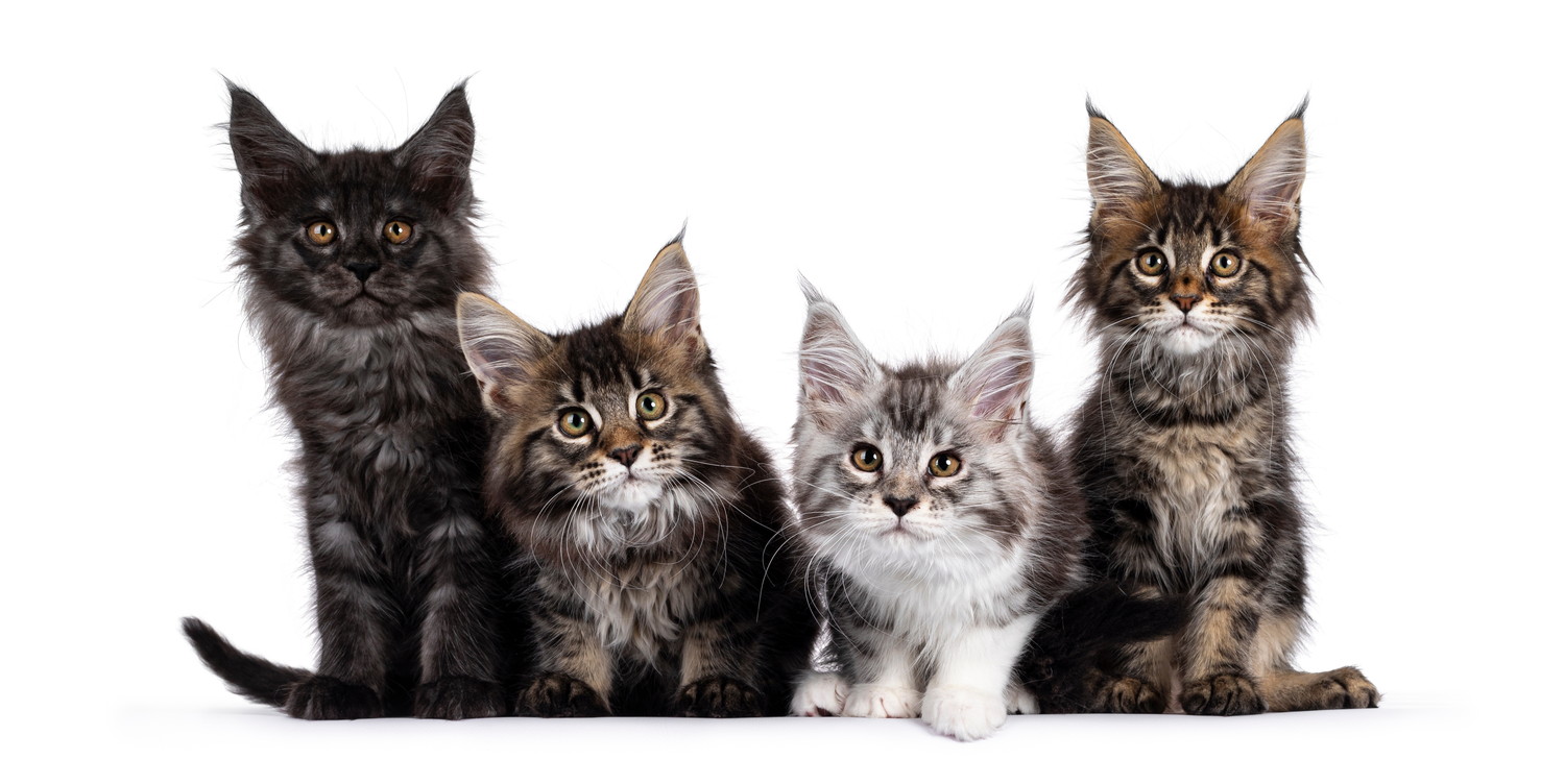 並んで座っている4匹のメインクーンの子猫