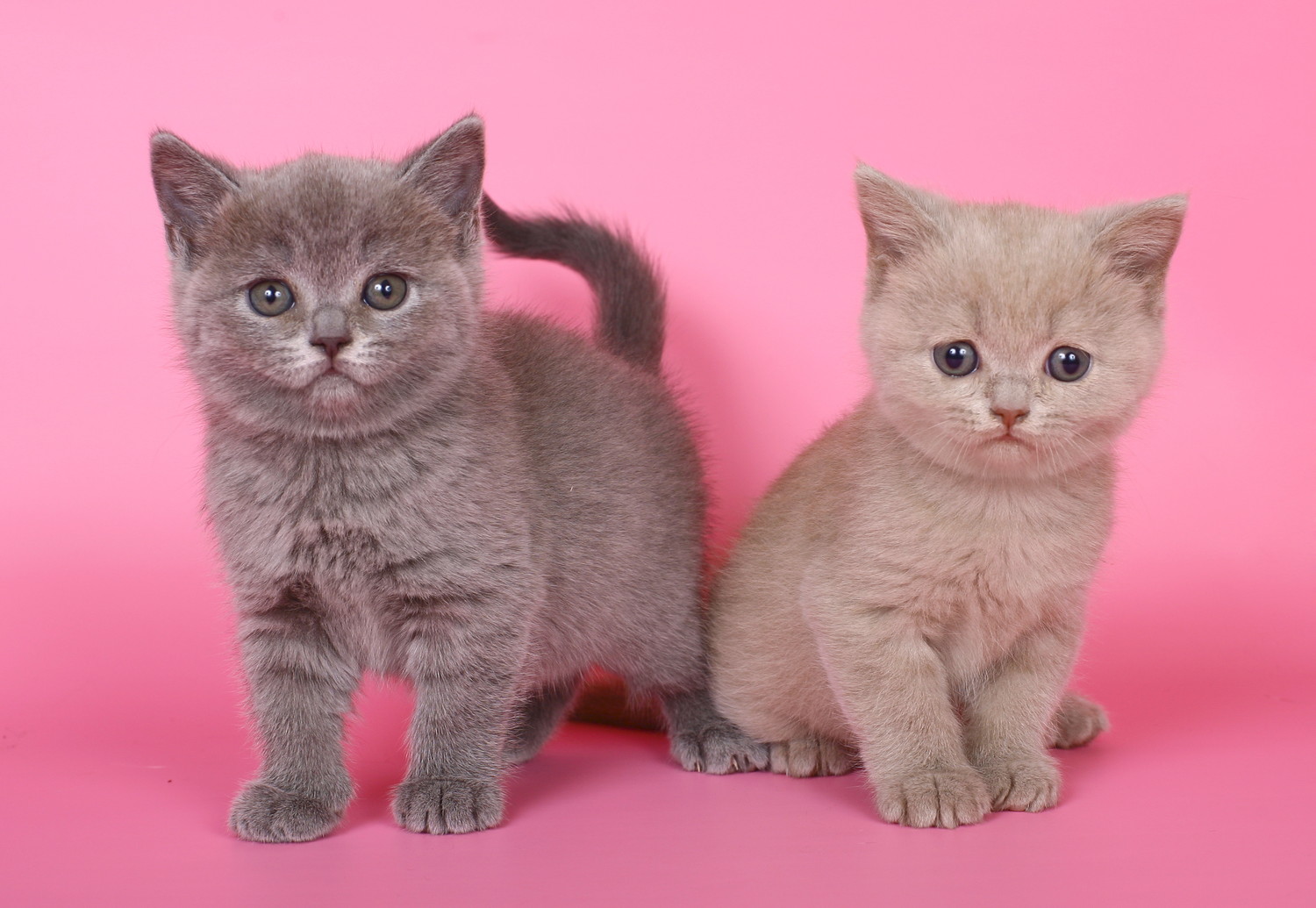 並んで正面を見つめる2匹のブリティッシュショートヘアの子猫