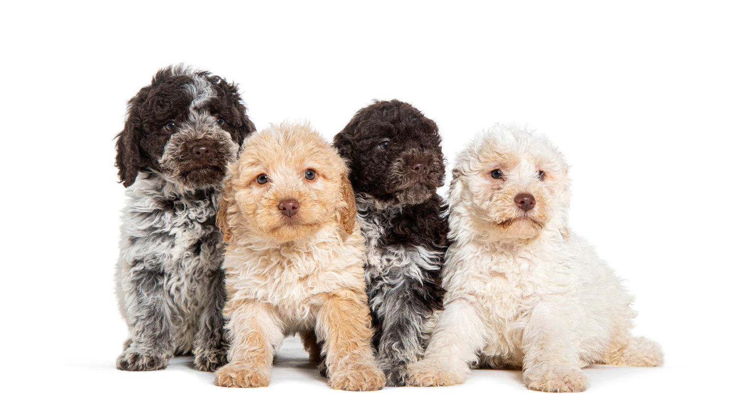 並んで座っている4頭のロマーニャ・ウォーター・ドッグの子犬