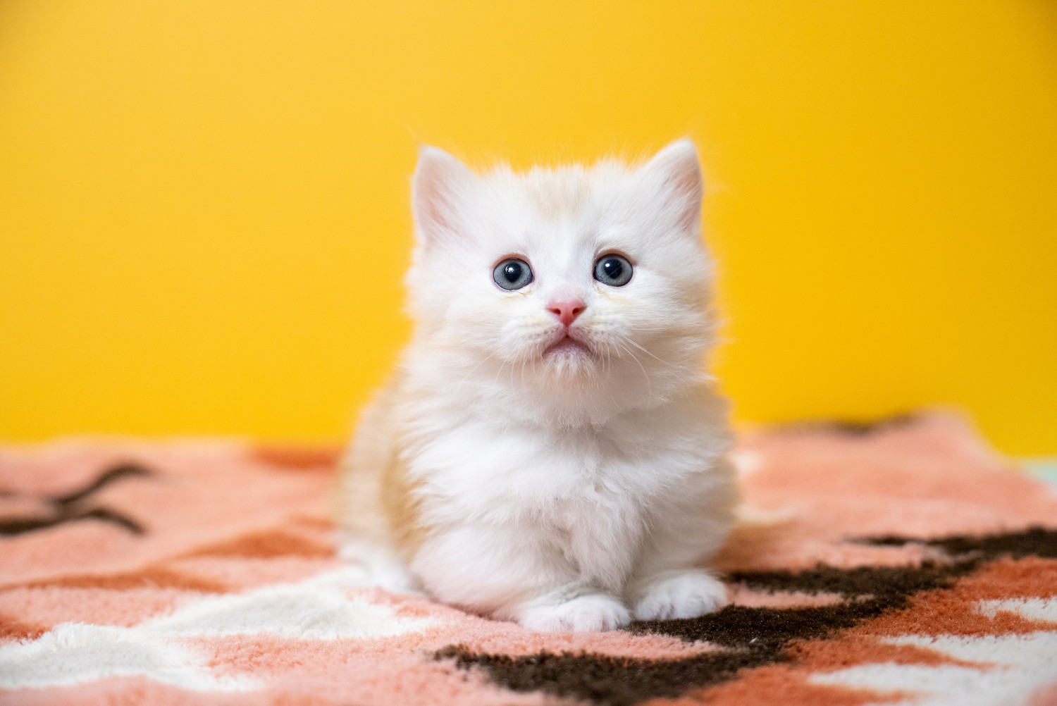 正面を向いて座っているミヌエットの子猫