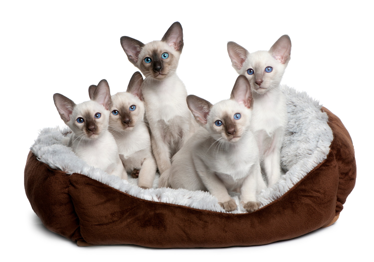 猫用ベッドの中に集まっている5匹のサイアミーズの子猫