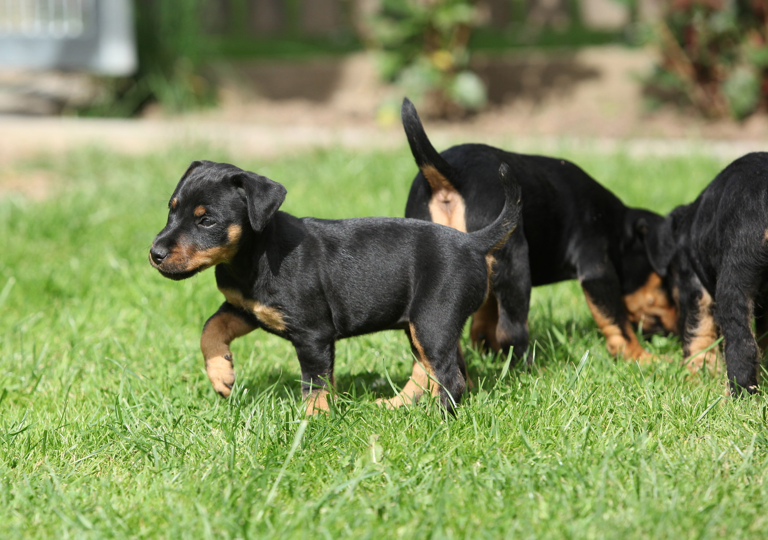 原っぱの上で遊ぶジャーマン・ハンティング・テリアの子犬たち