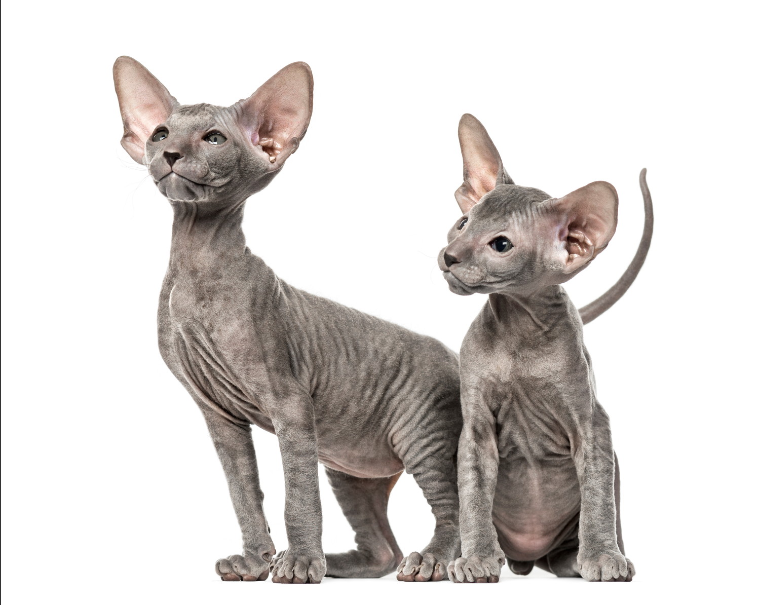 どこかを見つめる2匹のピーターボールドの子猫