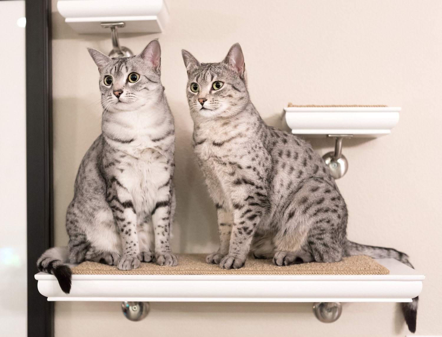 壁につけたキャットステップの上にいる2頭のエジプシャンマウ