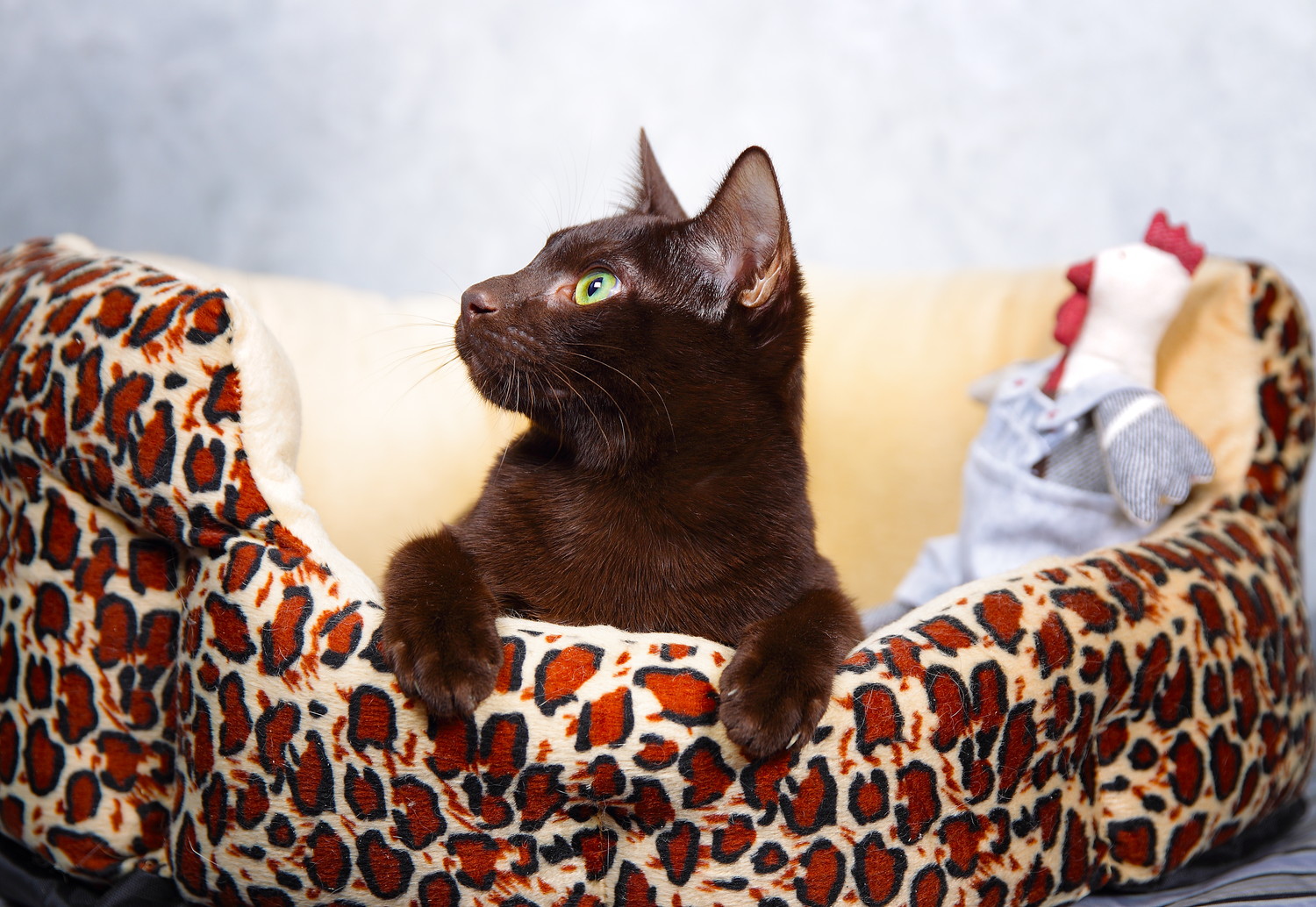 猫用ベッドでくつろぐハバナブラウン