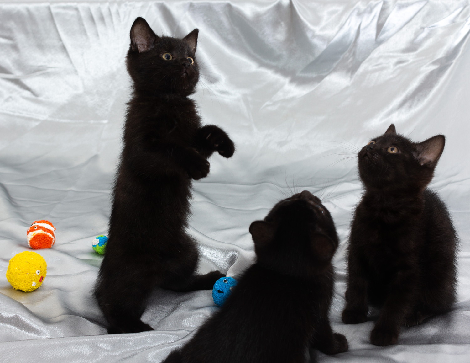 じゃれて遊んでいる3匹のボンベイの子猫
