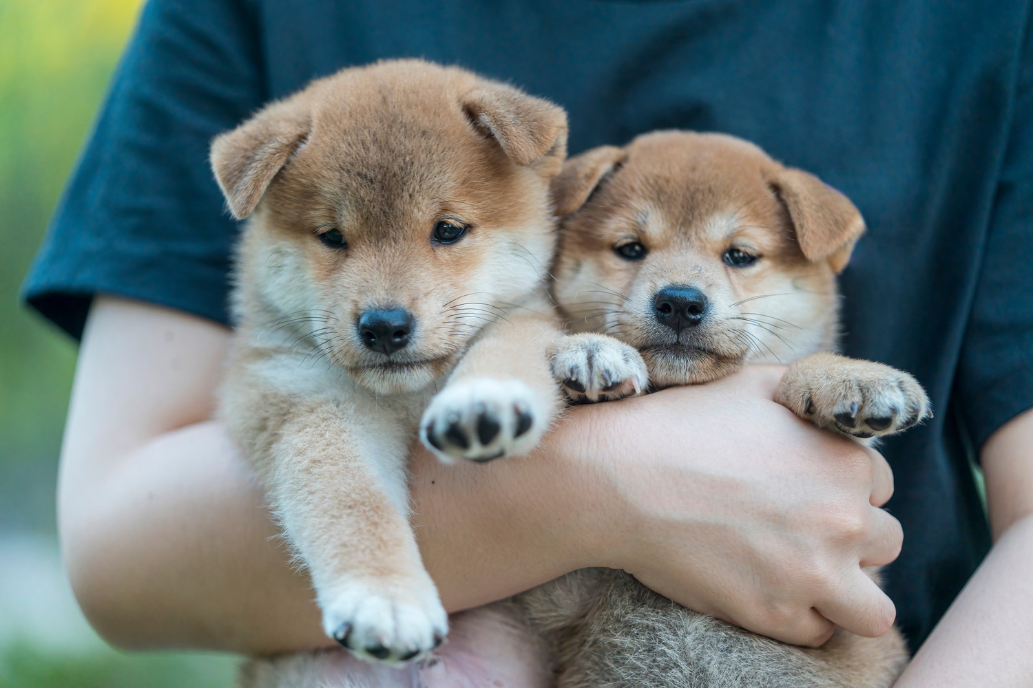 人に抱きかかえられている2頭の柴犬の子犬