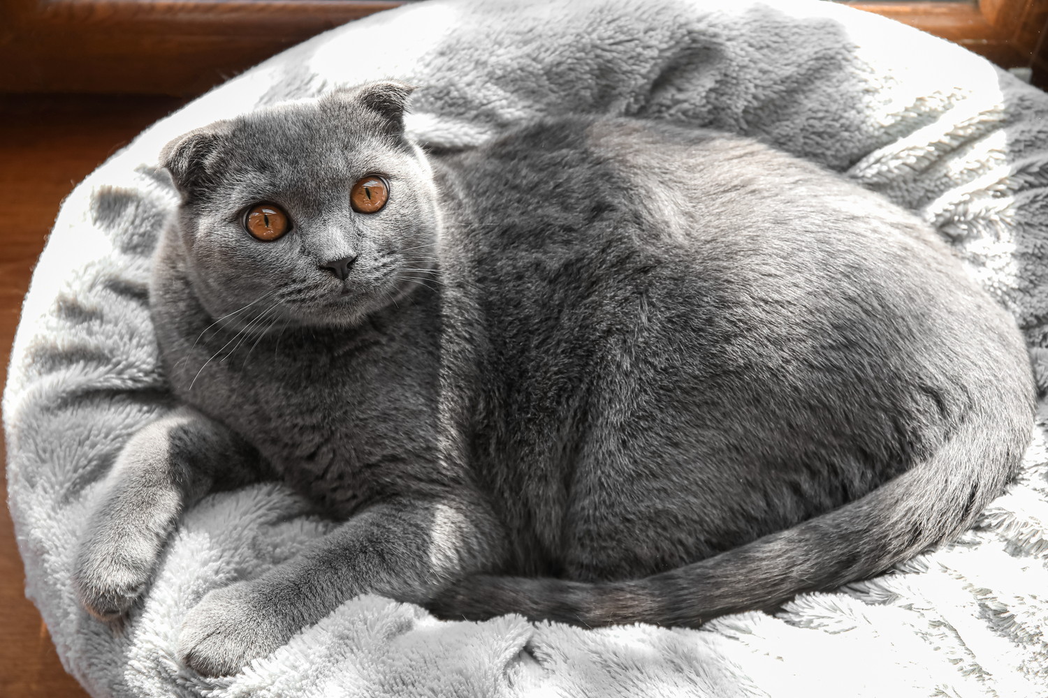 猫用ベッドでくつろぐスコティッシュフォールド