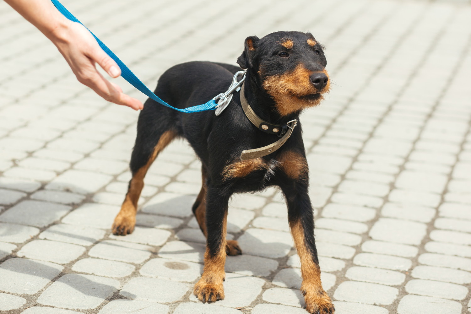 散歩中のジャーマン・ハンティング・テリアと差し出された飼い主の手