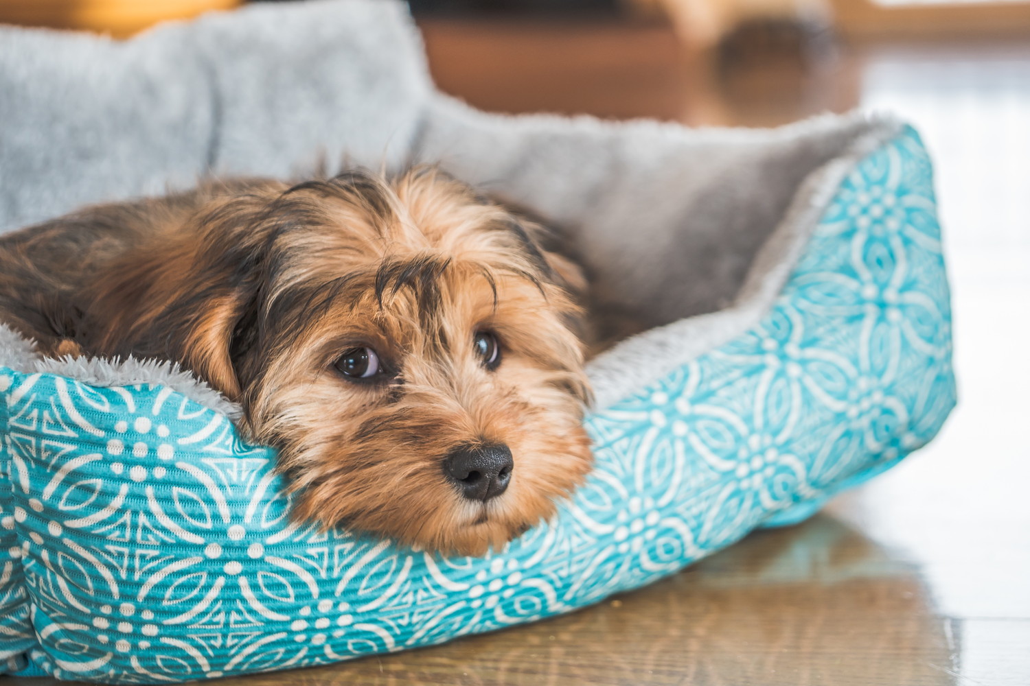 悲しげな表情を浮かべて犬用ベッドで伏せるシープー