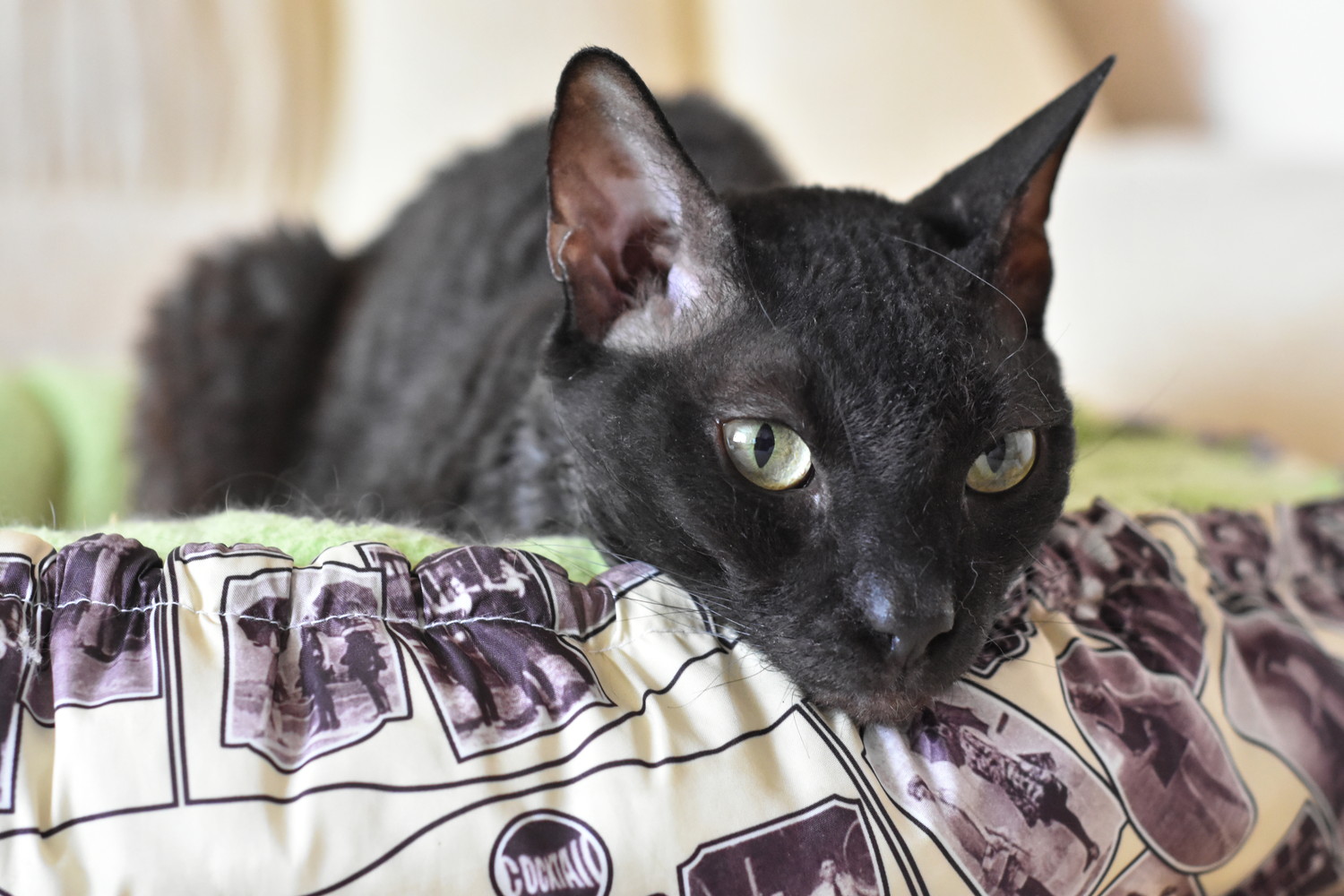 猫用ベッドに入って休んでいるウラルレックス