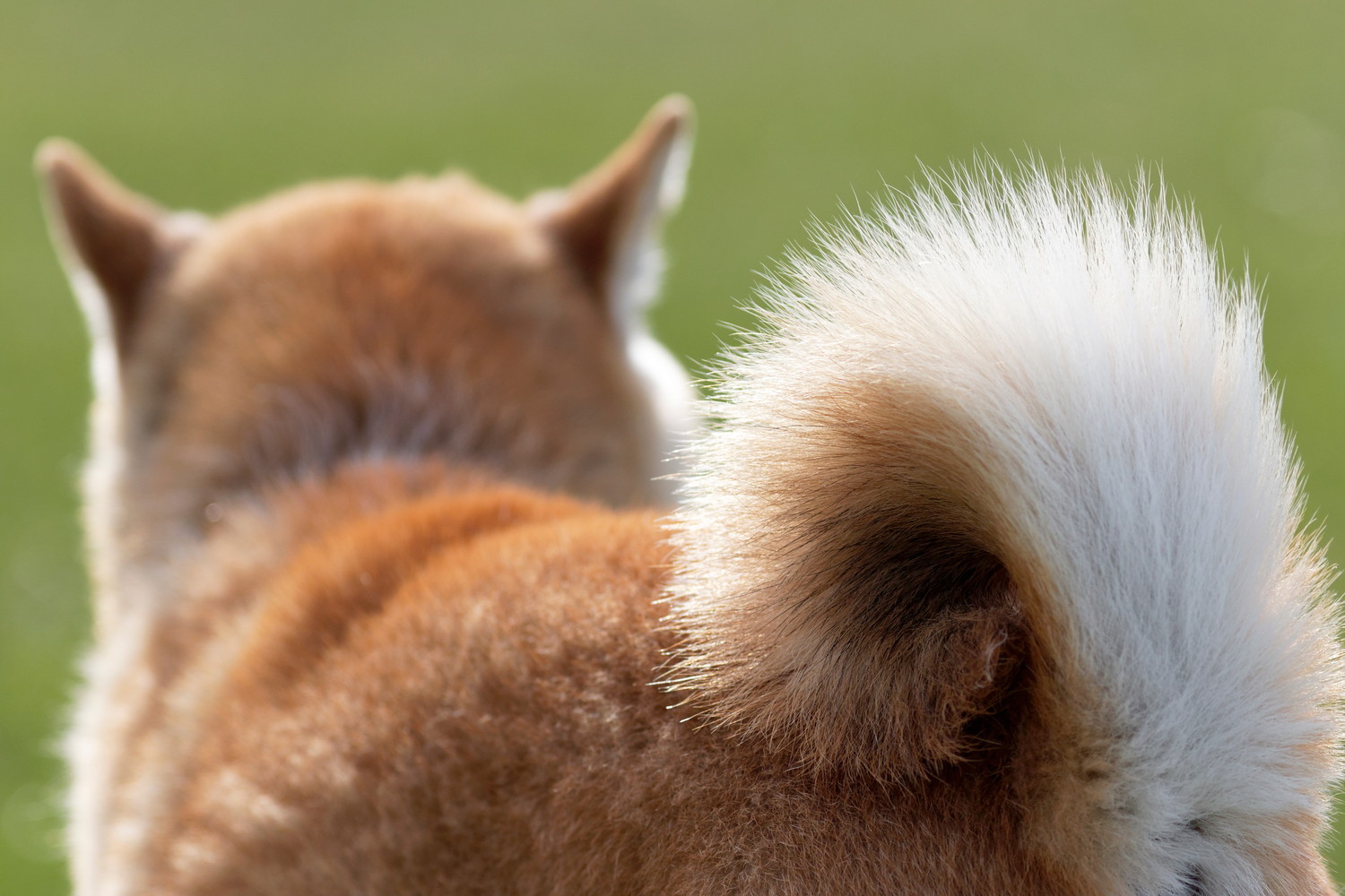 柴犬の巻き尾がよく分かる後ろ姿のアップ
