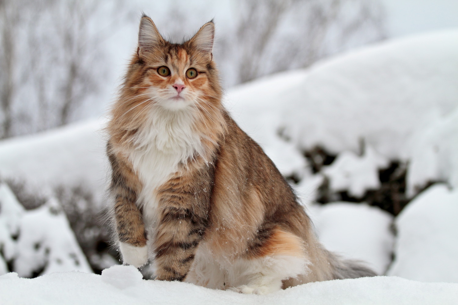 雪の上に立つノルウェージャンフォレストキャット