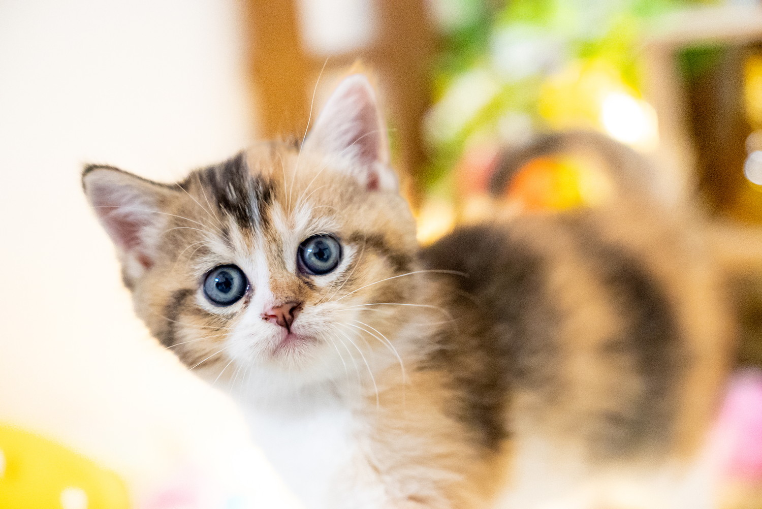 正面を見つめるミヌエットの子猫のアップ
