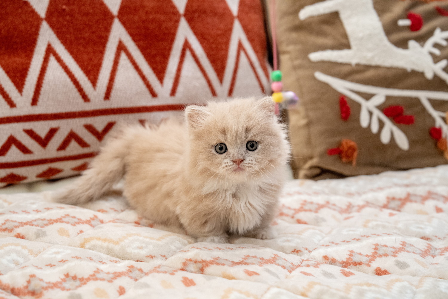 ソファの上に乗っているミヌエットの子猫