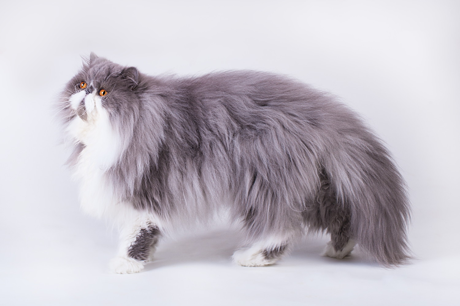 横を向いて立つバイカラーのペルシャ猫