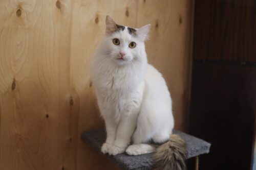 キャットタワーにたつヴァン