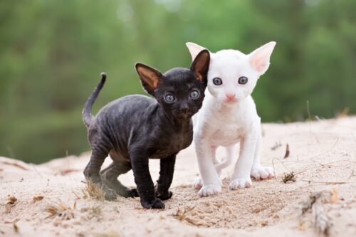 2匹のコーニッシュレックスの子猫