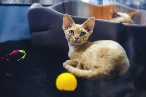 こちらを見るジャーマンレックスと猫のおもちゃ